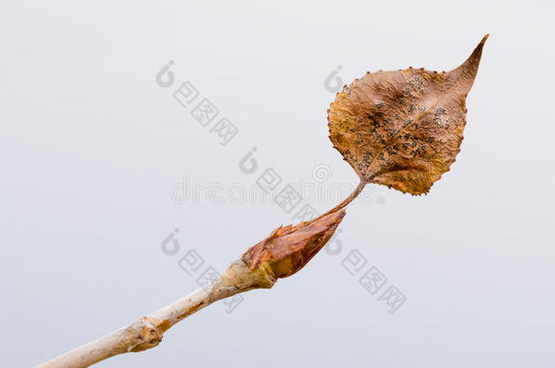 背景开花植物学的大树枝分支