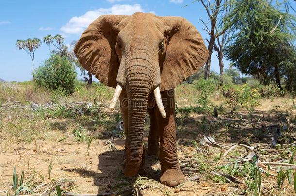 在桑布鲁国家公园和一头大象特写镜头