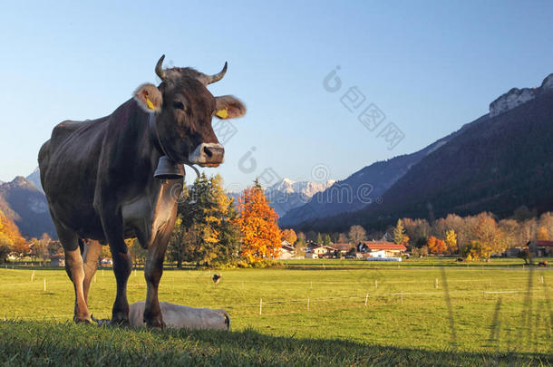 巴伐利亚的牛