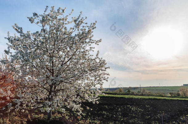 <strong>春天开花的</strong>苹果<strong>树</strong>在一个犁田，阳光明媚，天空灿烂