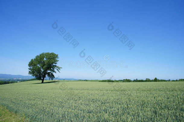 蓝色绿色北海道<strong>日本风景</strong>