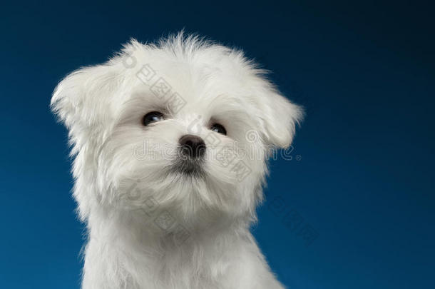 特写肖像可爱的白色马耳他小狗向上看，蓝色背景