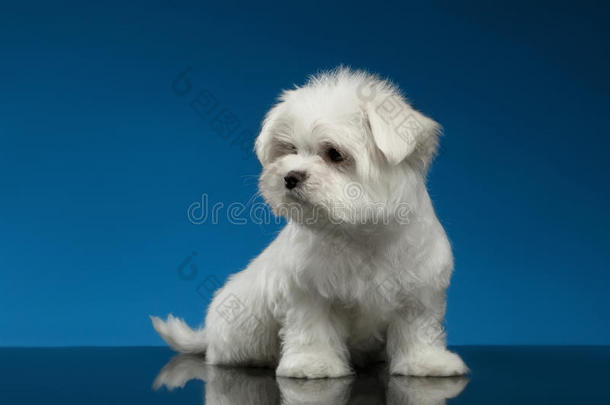 可爱的白色马耳他小狗坐着看着左边，蓝色