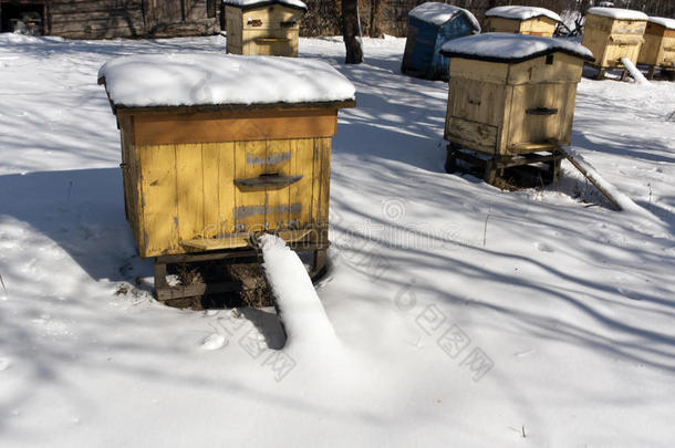 彩色蜂箱在雪中