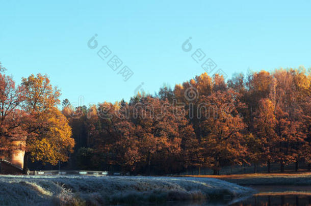 秋天的日落是在帕夫洛夫斯克公园的树林里创造的，位于俄罗斯圣彼得堡，日落前不久。