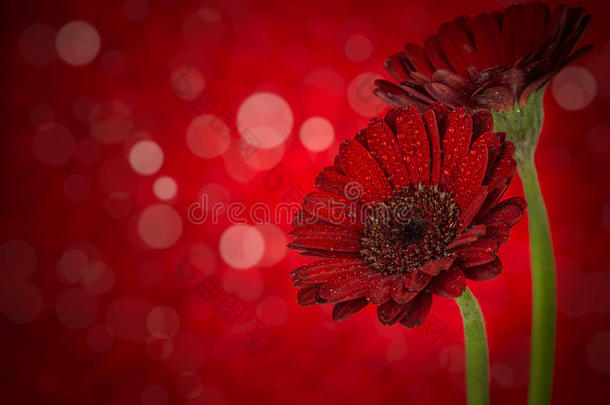 红色背景的花