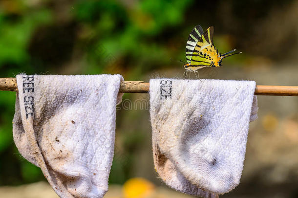 美丽的五条剑尾蝴蝶栖息在白色袜子上