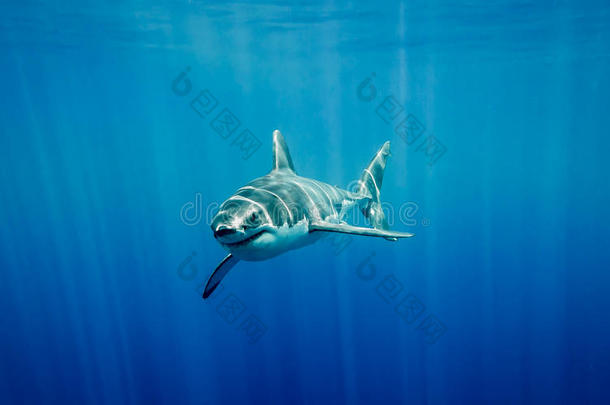 大<strong>白鲨</strong>在阳光下在蓝色的海洋里游泳
