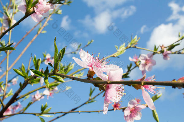 美丽的美女开始开花盛开