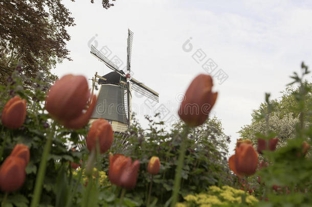 荷兰风车在一排排郁金香场上