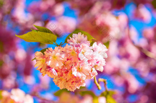 一棵李子树美丽的粉红色花朵