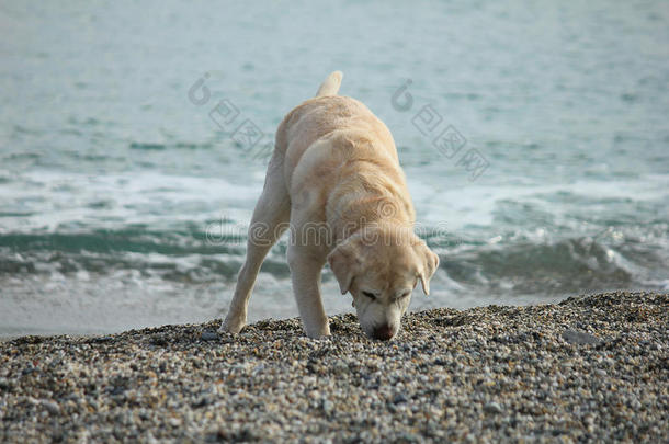 狗在<strong>海边玩耍</strong>