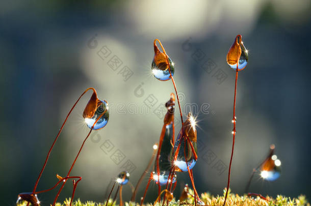 森林中有<strong>太阳光束</strong>的特写苔藓