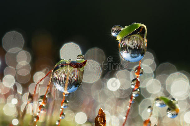 森林中有<strong>太阳光束</strong>的特写苔藓