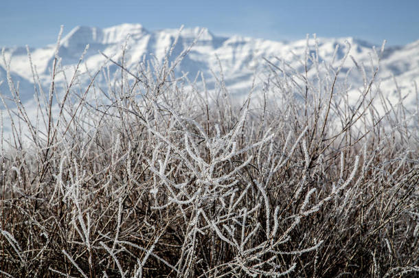 结霜的灌木丛前面有一个美丽的冬天的山雪花