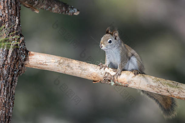 可爱的春天红松鼠在松枝上。 快速的小林地生物在林地树木上和下跑。
