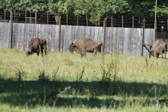 波罗的海比亚洛维耶扎野牛野猪中心的图片