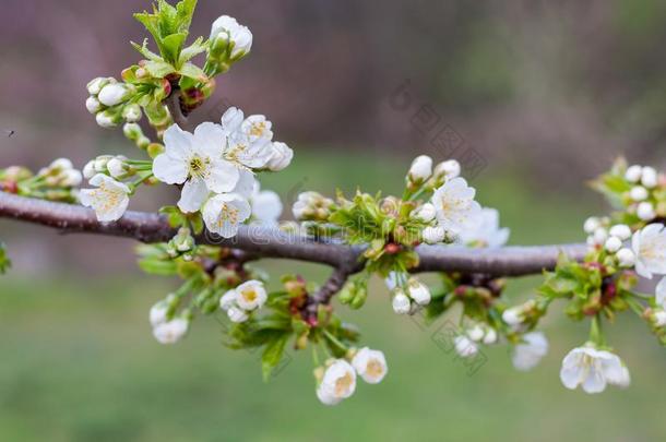 春天白色樱桃花的枝条