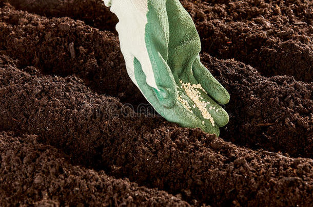 戴手套的手把种子放在土壤里