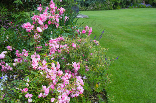 美丽的浅粉色玫瑰花园