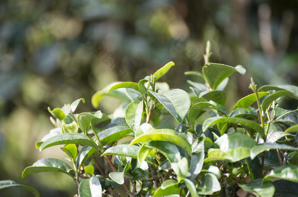 茶园上的绿茶叶子