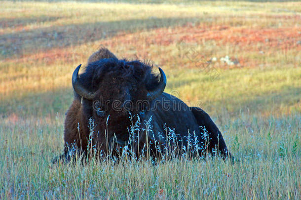 美国野牛水牛在风洞国家公园