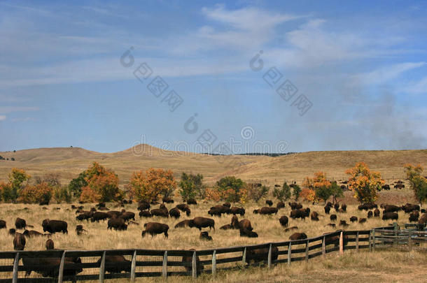 卡斯特州立公园一年一度的水牛野牛聚会