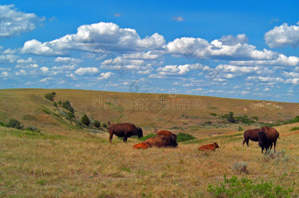 <strong>野牛野牛</strong>群在西奥多罗斯福国家公园
