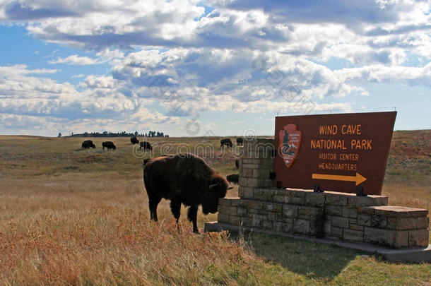 野牛水牛在美国南达科他州黑山的风洞国家公园标志上挠头