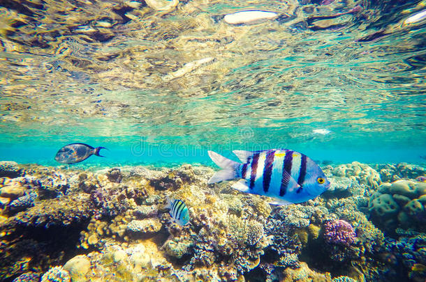 埃及红海中的珊瑚和鱼。 海底世界。 前景中的条纹鱼