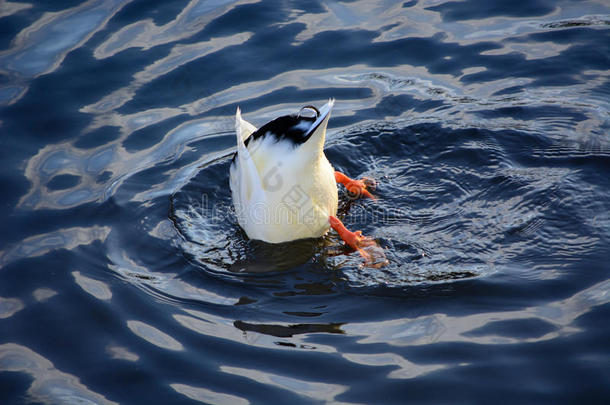 鸭子潜入水中寻找食物