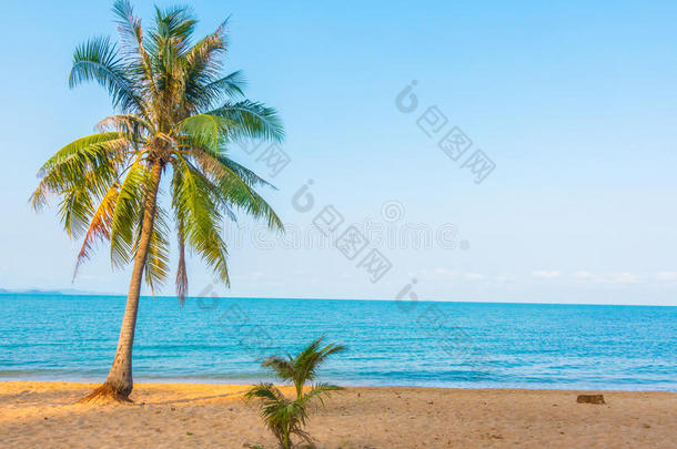 海滩上的椰树
