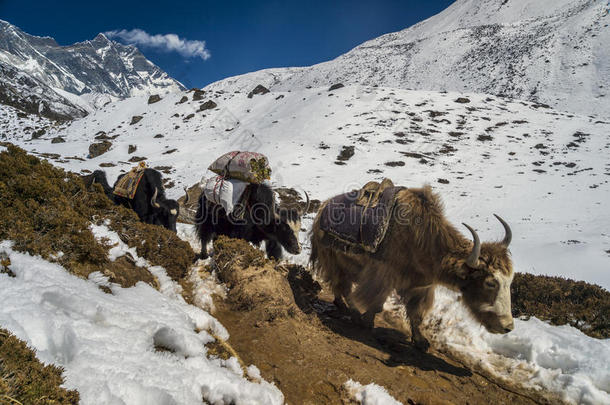 尼泊尔dzos（牦牛杂种）商队