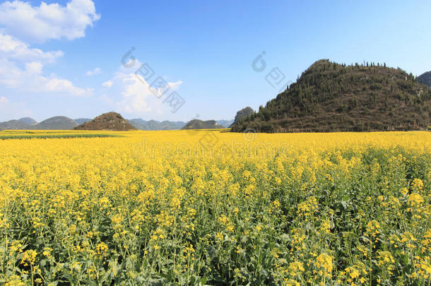 蜜蜂蜂巢养蜂人蓝色水牛