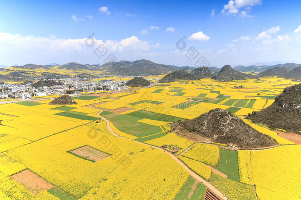 蜜蜂蜂巢养蜂人蓝色水牛