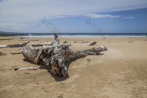 海滩上的漂流木