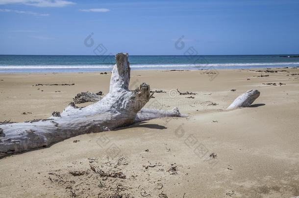 海滩上的漂流木