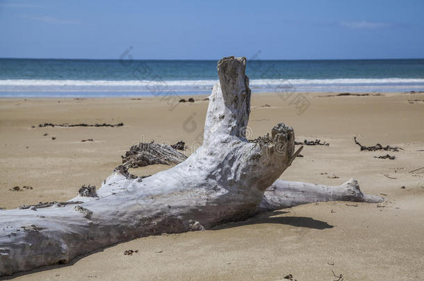 海滩上的漂流木