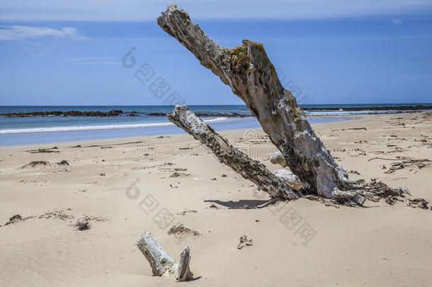 海滩上的漂流木