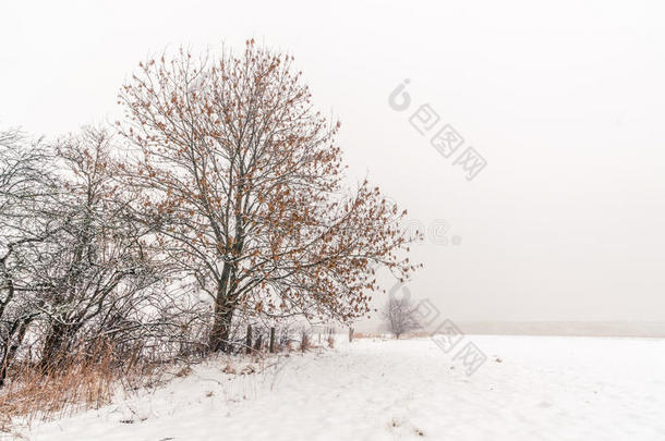 雪中送炭的冬季景观