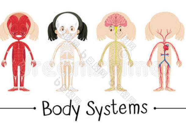 人类女孩的身体系统