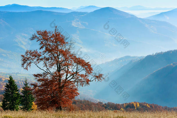 金色的秋天在山上。