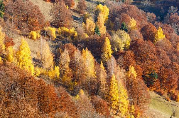 金色的秋天在山上。