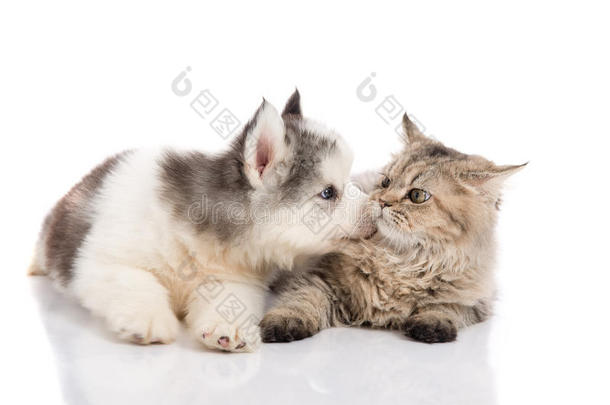 可爱的西伯利亚<strong>哈士奇</strong>小狗亲吻可爱的小猫