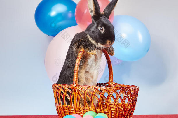 气球和复活节彩蛋背景上的漂亮兔子