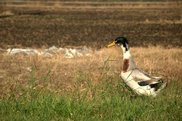 一只白色的鸭子在村子里的田野里游荡