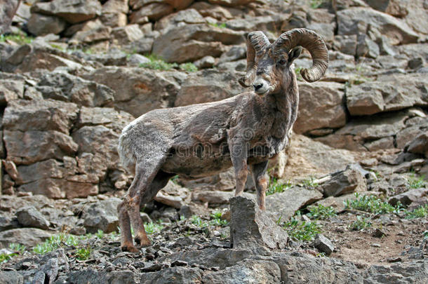 怀俄明州黄石国家公园岩面悬崖上的大角羊公羊