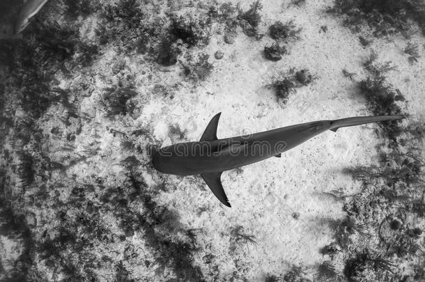 加勒比礁鲨鱼越过礁石