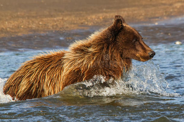 阿拉斯加银鲑溪小棕熊钓鱼