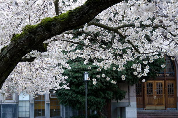 盛开的樱桃树枝框校园门窗-2